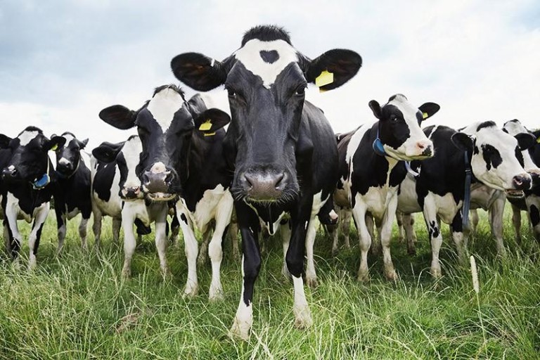Investigadores de Harvard descubren que las vacas son las verdaderas reinas de la selva