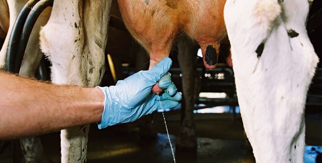 C&oacute;mo controlar la mastitis