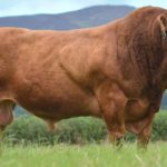 Raza de Ganado bovino Limousin