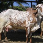 Importancia de la Concepción temprana en el posparto de la Vaca Lechera