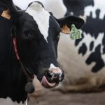 Nestlé España empieza a proveerse de leche ecológica