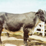 Producción de Embriones bovinos en el trópico Peruano