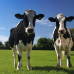 Servicio Agrícola y Ganadero en Chile notifica continuará restricción de importación de ganado vivo