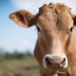 Desarrollan una tecnología para reconocimiento facial del ganado