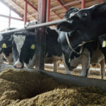 El calcio en dietas preparto de vacas mejora la salud y la fertilidad