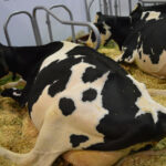Estudio sobre transmisión de dermatitis digital por bacteria ‘Treponema’ en vacas
