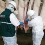 Ancash: Mataderos implementarán las Buenas Prácticas de faenado para beneficio de consumidores locales