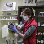Veterinarios de España exigen consideren sus aportes para gestionar y resolver la Pandemia