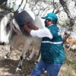 MINAGRI despliega jornadas de atención y prevención de Rabia Silvestre en resguardo de la ganadería familiar de Piura