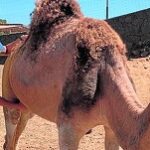 España Apuesta por la Innovación Tecnológica y Empresarial para vender Leche de Camella