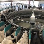Ordeñar Vacas para Obtener Datos, No solo Productos Lácteos