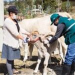 MINAGRI Impulsa el Desarrollo de la Ganadería Familiar Protegiendo a Animales contra la Rabia