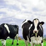 Rol de la Suplementación Vitaminica en Vacas Lecheras
