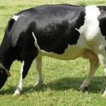 Herramientas que ayudan al proceso Reproductivo de las Vacas
