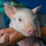 Nuevas Cepas de Peste Porcina Africana en China