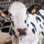Crearán la primera lista de fármacos veterinarios esenciales para el ganado