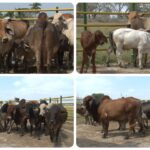 Colombia logró acuerdo para la exportación de material genético bovino a Paraguay