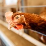 Gripe aviar H5N8: ¿Existe riesgo para los seres humanos?