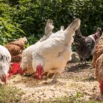 ¿Gel de aloe vera para mejorar el rendimiento de los pollos?
