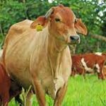 Ecuador podrá exportar material genético bovino y bufalino hacia Paraguay