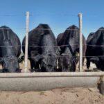 Vacas Lecheras: ¿ Cómo Producir el Maíz Ideal para su alimentación?