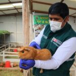 SENASA mantiene vigilancia zoosanitaria en beneficio de productores de Cuyes