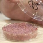 Investigadores de Oxford Martin School Señalan que la Carne de laboratorio podría ser peor para el planeta