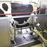 Estudios Indican que los Robots no solo ayudan a la salud mental de los productores, a las vacas también les gustan