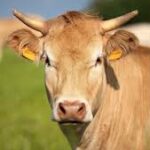 Diversos Factores de Bienestar Animal Juegan un Papel Preponderante en la Calidad de la Carne