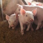 Refuerzan Medidas para Prevenir Ingreso de Peste Porcina Africana al Perú
