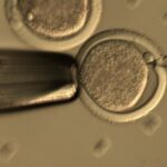 ¿Problemas con la Producción de Embriones In Vitro?: Conozca Algunos Factores que influyen