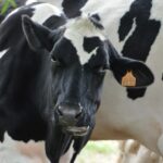 En California Vale más el Estiércol de las Vacas que la Leche