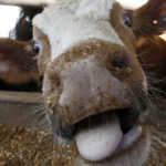 La presencia de dos casos de Vaca Loca en Brasil Afectaría el Comercio Mundial de Carne al ser el Primer País Exportador del Alimento