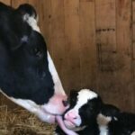 ¿Por qué los bovinos no transmiten anticuerpos a sus crías a través de la placenta?