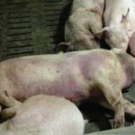 Ejercicio de simulacro: Peste Porcina Africana en Perú