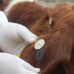 Campaña de aretado identificó a 105 mil cabezas de ganado en Perú