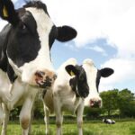 Según Investigadores Colombianos este es el Secreto para que las Vacas den más Leche