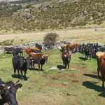 INIA instalará núcleo genético regional de ganado vacuno en Apurímac