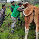 Cajamarca: implementan postas de inseminación con modernos equipos y pajillas de semen