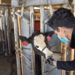 Técnica pionera para el rápido diagnóstico de enfermedad respiratoria bovina