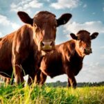 Costa Rica anuncia US$100 millones para controlar las emisiones de metano del ganado