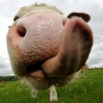 Nuevo Caso de “vaca loca” Interrumpe Comercio de Carne, esta vez en Canadá