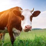 Vacas con menos Eructos gracias al Orégano