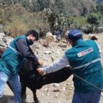 Senasa inicia vacunación de ganado para prevenir la aparición de casos de rabia en Ayacucho
