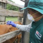 Jornada de Vacunación del SENASA Buscan Prevenir Aparición de Casos de Rabia en Ucayali