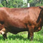 Nueva Zelanda Trabaja para Obtener Vacas Lecheras más Resistentes al Calor