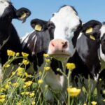 La Unión Europea Aprobó un Aditivo con el Cual se Podrán Reducir hasta en un 35 % las Emisiones de Metano por parte de las Vacas