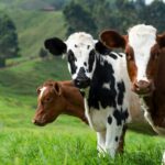 La Unión Europea Aprueba un Aditivo Alimentario para Reducir el Metano Emitido por las Vacas