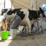 Midagri modifica Reglamento de la Leche y Productos Lácteos en el Perú