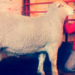 Mejoramiento genético de ovinos en Perú